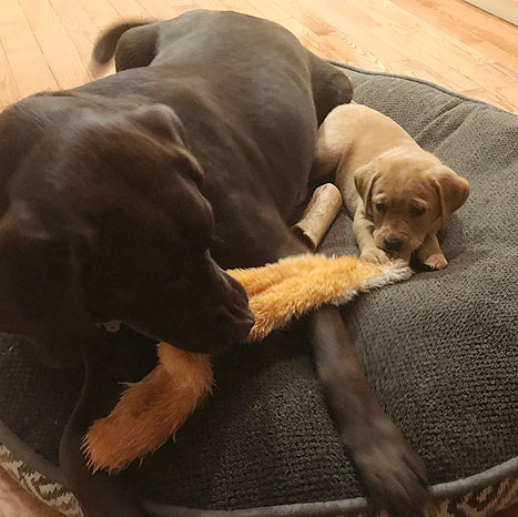 Luna's new friend